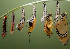 کرم قطبی: حکایت دگردیسی، مرگ، و پرواز